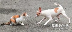 狗为什么喜欢追猫 天性使然！
