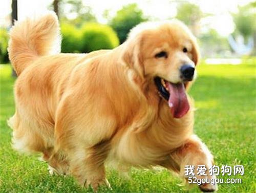 为什么金毛不能做警犬?明明人家和拉布拉多长得那么像