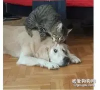 客厅突然传来金毛的惨叫声，主人急忙跑去一看，差点没憋住笑喷了