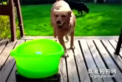 当你累了，狗狗却没累的时候，你可以这样做…