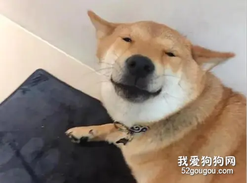 网友家柴柴犯错被抓包后的表情...这也太贱了吧！