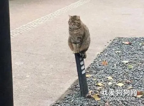 只因蹲在一根柱子上思考的猫，却被人拍下，然后被玩坏了！