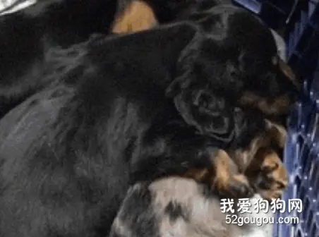 狗狗做噩梦一直发抖，它的朋友竟然...暖哭了