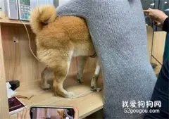 柴犬到医院打针，竟然吓到脚尖都立起来了，医生：这是有多怕呀！