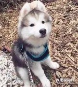 网友怀疑买的哈士奇不纯，可没想到问题是出在耳朵上，笑喷了！
