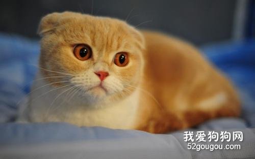 猫咪拉血便怎么回事？应该如何治疗？