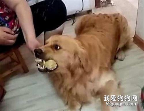 如何纠正狗狗护食习惯？