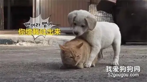 一只被狗子欺负到没饭吃的大橘猫...