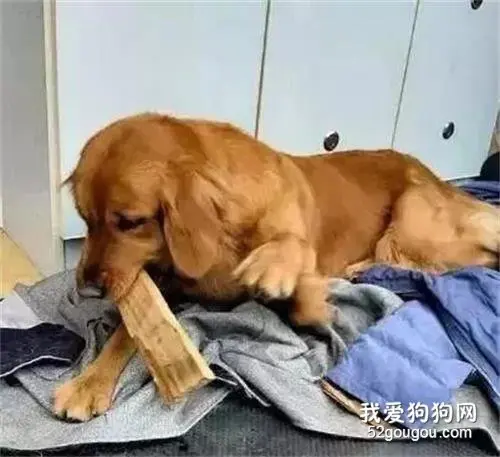 金毛被辗转换了三个主人，总是担心自己被送走，乖巧到让人心疼