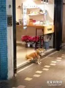 出去怕被修理，阿柴看店只把屁股留在店里，小心思笑翻！