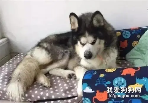 大家都是狗，凭什么就我丑？？