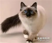 暹罗猫如何看品相 可以看哪种暹罗值钱吗