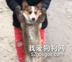 柯基跑到泥坑里玩耍，被主人抱出来后，它还一脸没玩够的表情！