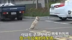 被遗弃的流浪狗遇到新主人之后，却从来都没有回过家...