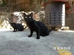 在路上偶遇超热情的猫，没想趁网友不注意，把整袋面包劫走了