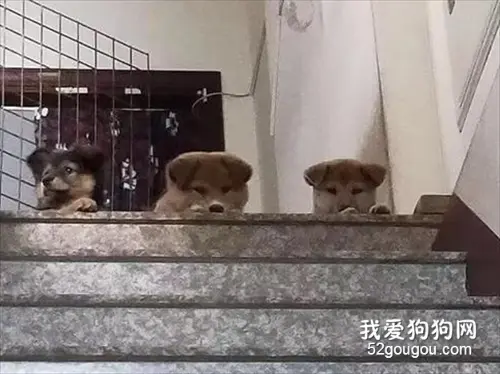 救了四只小流浪狗，却只带一只去散步，回家后就看到三张哀怨脸！