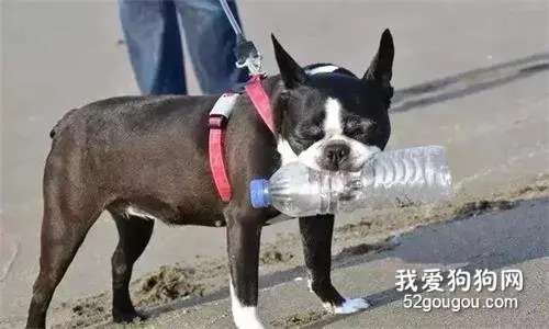 5年捡3千个塑料瓶子，狗狗的“怪癖”让人泪目！