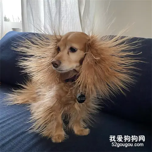 可卡腊肠犬睡了一觉醒来后，发现自己有了个很别致的新造型！