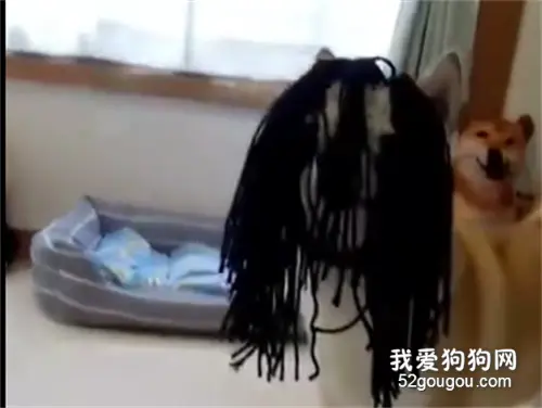 主人给狗做了个假发，接下来的一幕笑喷了