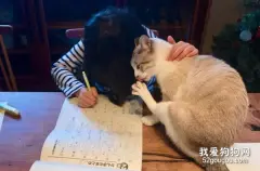 喵老师辅导作业还“献身”：遇到难题了？来吸我吧！
