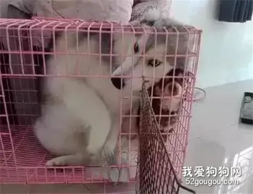 主人领回只小狗，被家里二哈盯上后...生无可恋