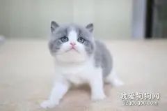 英国短毛猫是短鼻猫吗?