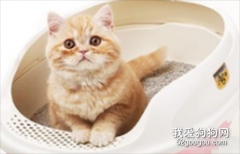 如何训练猫咪使用猫砂盆？