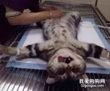 猫在绝育之后会有什么变化？