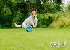 怎么才能训练狗狗捡球，狗狗捡球训练方法！