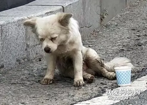 流浪狗徘徊社区一年靠翻垃圾过活，同伴一去不回，还险变狗肉汤