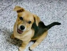 女子路边捡回一只小土狗，养了两个月发现，它变柯基了！