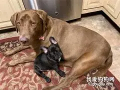 好友看完兽医没回来，狗狗皱眉担忧了整夜：你一定不要有事！