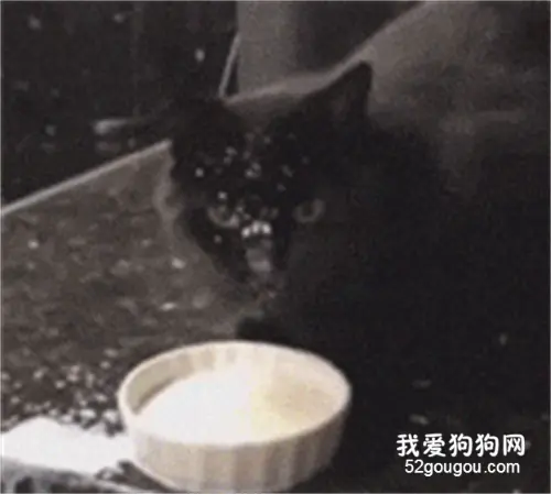 第一次看到猫这样喝奶，主人都气到习惯了，笑屎！
