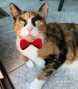这猫长得“浓眉大眼”，但怎么总觉得下秒要揍人啊……