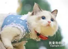 布偶猫总是流泪 布偶猫流眼泪原来这么严重