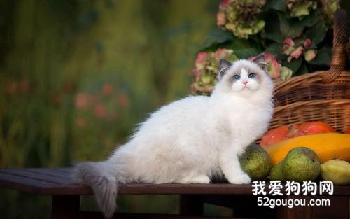 布偶猫总是流泪 布偶猫流眼泪原来这么严重