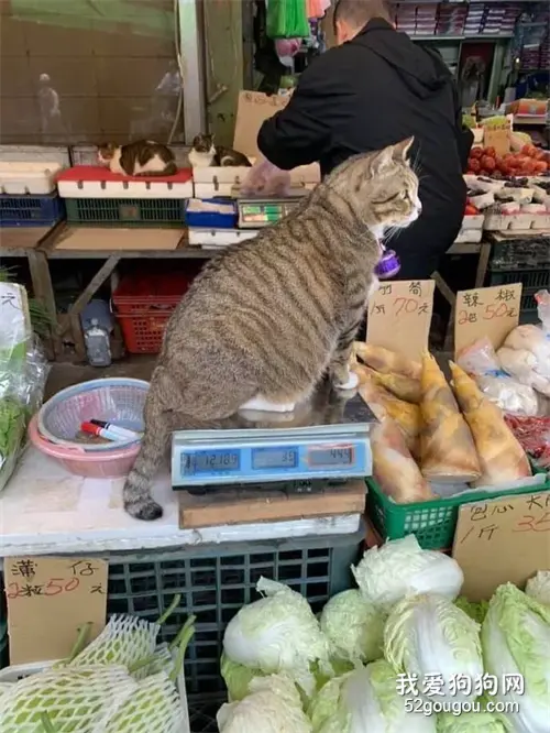 菜市场竟然可以买猫了？？？还是100块钱3条的那种…