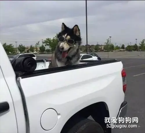 主人担心汪星人坐车被吹懵，特意给它戴上了护目镜，结果……