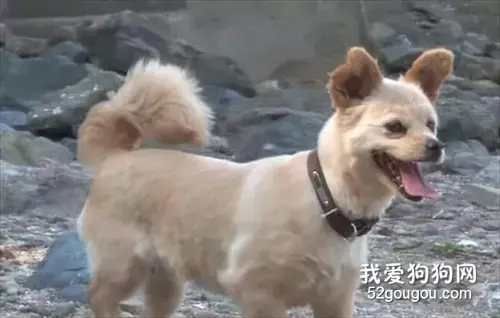 狗狗抚养猫咪长大，猫咪生孩子后又让狗狗带，自己还要跟孩子抢奶