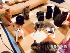 网友买了电热毯，家里十几只猫围过来，摆了一个奇怪的阵型…