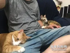 网友表示家里的两只猫非常黏人，每天都得这样黏着，好无奈！