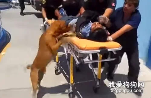 最后一次说爱你：狗狗去医院向主人告别，眼神令人心碎