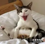 你家狗狗，知道自己绝育了吗？
