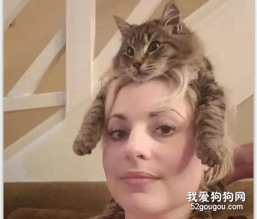 主人在看电视，猫看到她的头后，却干出这种事，好贴心！