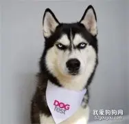 妹子得了抑郁症，于是家人就送她一只哈士奇，没想到血压居然升高了！