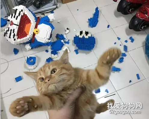 铲屎官拼装巨型机器猫，被橘猫看到后：这家只能有一只猫！