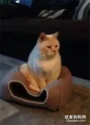 主人正在吃饭，突然黑猫把她拉到猫窝旁，眼前这幕让她笑喷饭