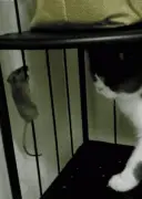 老鼠误入猫笼，竟然大跳钢管舞，笑喷