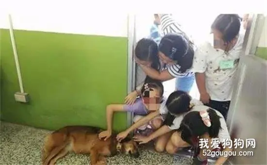 狗子在学校粉丝太多，一下课就像在演丧尸片，网友：红到不想面对！