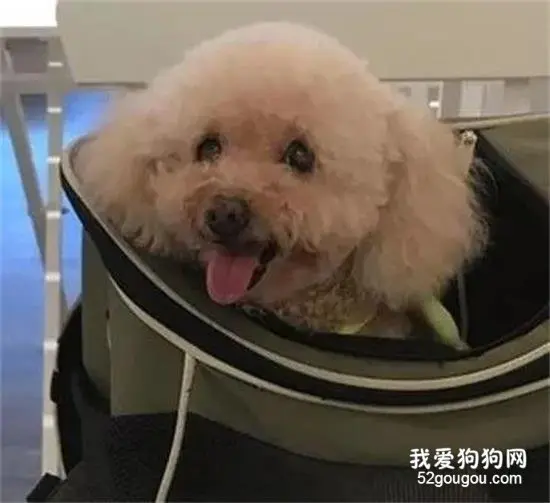 小泰迪忽然没呼吸吓坏主人，但医生的话让所有人笑喷！